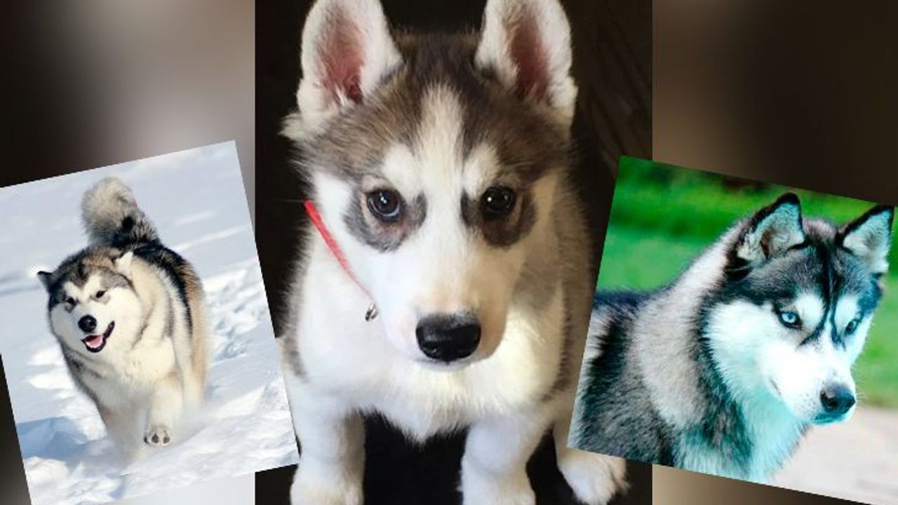 Alaskan Malamute & Siberian Husky