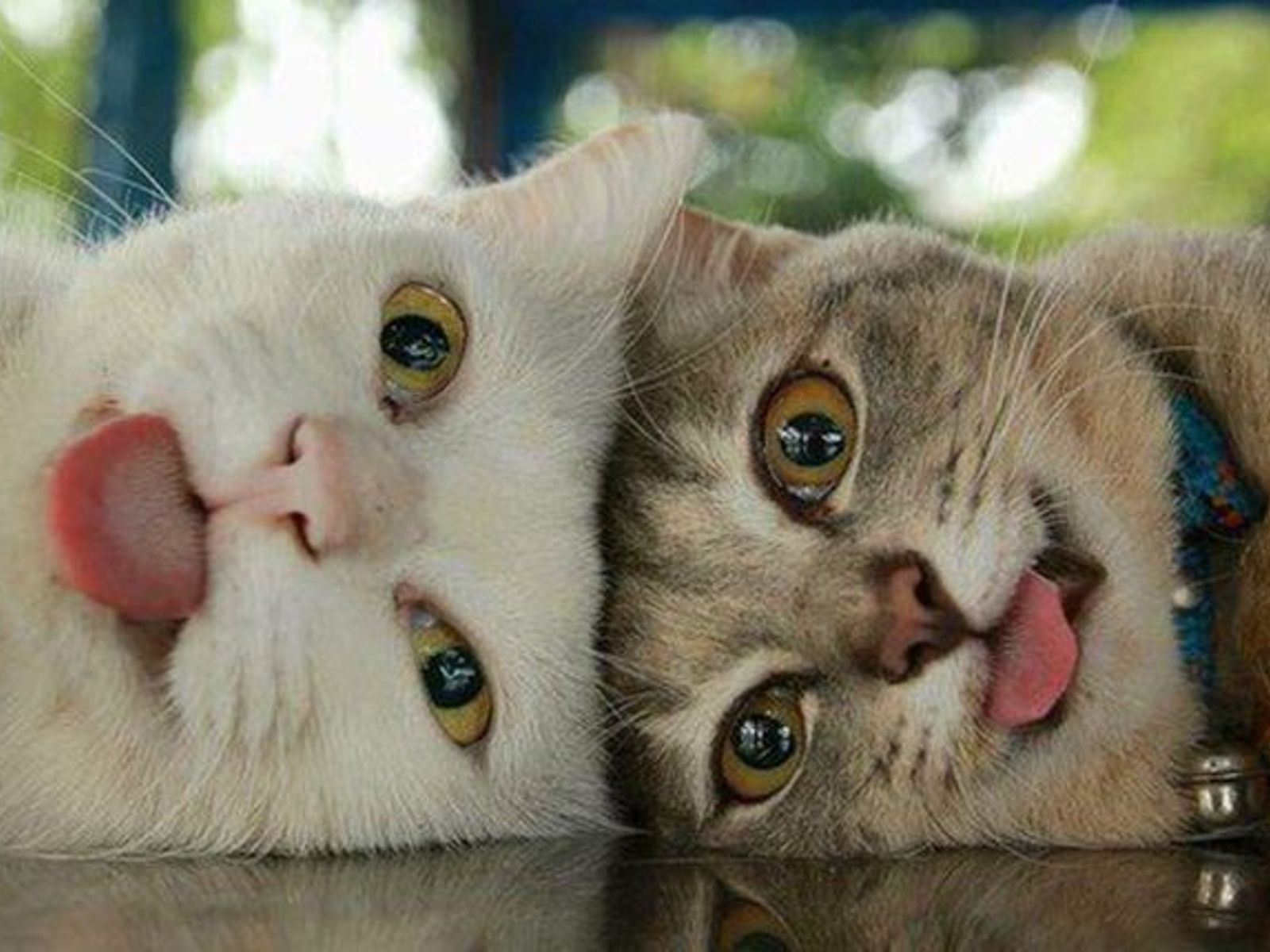 Animals youtube. Прикольные коты. Два кота. Милые котики. Коты друзья.