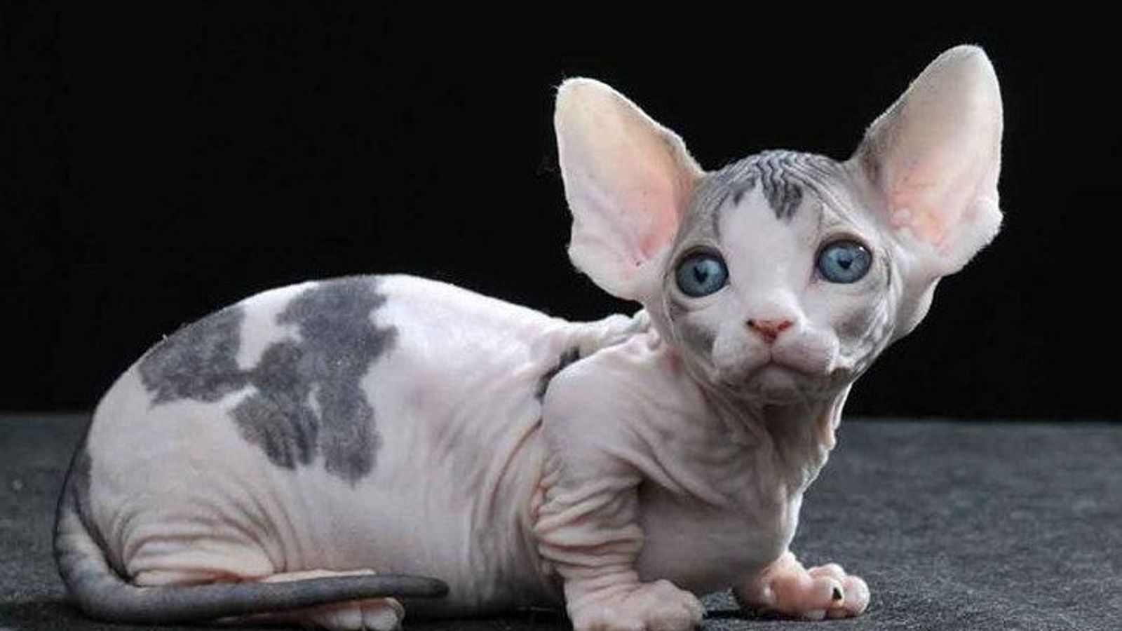 Кошка самой редкой породы. Карликовый сфинкс Бамбино. Бамбино порода кошек. Бамбино кошка сфинкс. Сфинкс кошка породы Бамбино.