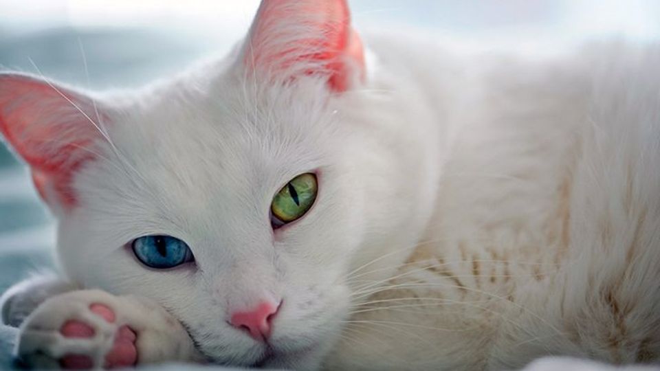 Khao Manee (Diamond Eye) – a cat with mixed-color eyes